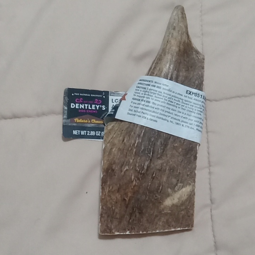 All natural large moose antler